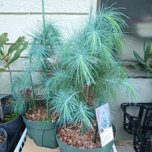 ysjz劔@}`lXsj}c@rbOR[sj@7@40cm@󏭁@c@@A؁@A@󏭕i