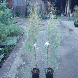 vgXy}@t@Vo[eB[c[@zCgeB[c[@EJ@V{c[@A؁@@@חt@ʔ́@΁@؁@I[W[vc@I[W[K[f