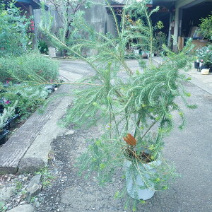 yq[XoNVAzlCeBuvc@8@^@100cm@󏭁@I[W[vc@c@@A؁@A