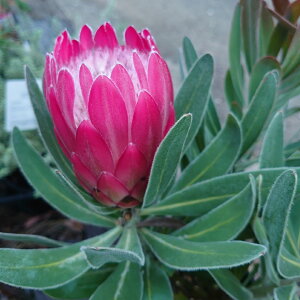 veAyXyVsNACXz@󏭁@I[W[vc@lCeBuvc@A@c@30cm@@킢@lC