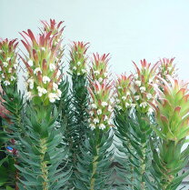 楽天市場】プロテア 苗（観葉植物｜花・観葉植物）：花・ガーデン・DIY 