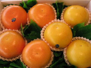 O[vt[cr[4zCg3著ikCAꌧ͑1000~ǉĂ܂BjyyMt_IzyyMt_̂zyyMt_bŹz