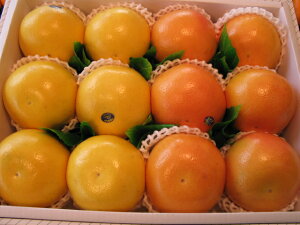 O[vt[cr[6zCg6ikCAꌧ͑1000~ǉĂ܂BjyyMt_IzyyMt_̂zyyMt_bŹz