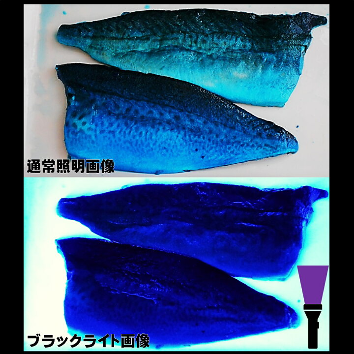 楽天市場 アミノ酸配合 紫外線 蛍光発光 ケイムラブルー真青 サバ 半身２枚組 集魚剤 サバ 切り身 エサ 釣り餌 アミノ酸 釣りえさ 釣り餌 冷凍 サバ 餌 アコウダイ 釣り 餌 食紅 ピンク 釣り餌 イカ 集魚剤 アミノ酸 ウナギ エサ 釣り エサ いか ゴロ