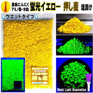 激臭にんにく アミノ酸アラニン 水飴配合 蛍光発光 イエロー 押し麦 塩漬け ウエットタイプ 約400g フカ…