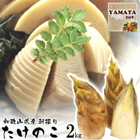 【予約】たけのこ 朝掘りタケノコ 和歌山県産 訳あり 筍 ご自宅用 2kg (ぬか付き) 2025年度産新 竹の子【お届け指定日不可】【送料無料 (北海道,沖縄県除く)】4月上旬頃より発送開始予定