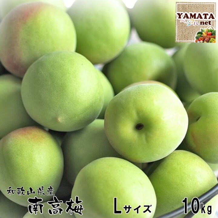 楽天市場】【予約受付開始】和歌山県産 南高梅 青梅 秀品 10kg L 