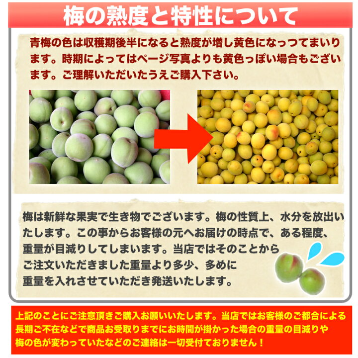 楽天市場】【予約受付開始】和歌山県産 南高梅 青梅 秀品 5kg 3Lサイズ 