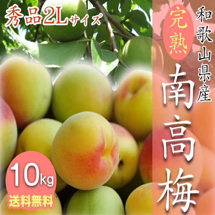 楽天市場】【予約受付中】和歌山県産 南高梅 完熟梅 秀品 10kg 2L 