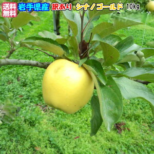 ᑁ\11{`\茧Y YnIp 󂠂VimS[h10kg(30`48)