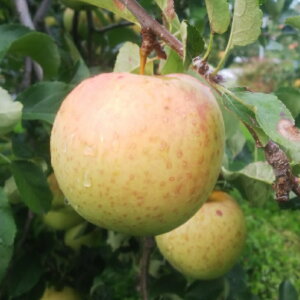 ᑁ\11{`\茧Y YnIp 󂠂iT񂹂j5kg(15`24)