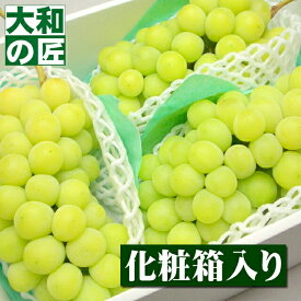 【順次発送可能★】産地厳選 特選シャインマスカット[大房3房入り化粧箱] フルーツ 果物 くだもの ぶどう ブドウ 葡萄 中元 お中元 御中元 果物 ギフト 贈り物 プレゼント グルメ