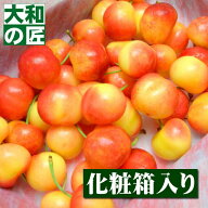 【7月中旬以降予定★】オレゴン州産 特選レーニアチェリー[1kg入り化粧箱] レイニア レーニア チェリー …