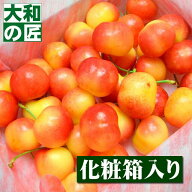 【7月中旬以降予定★】オレゴン州産 特選レーニアチェリー[500g入り化粧箱] レイニア レーニア チェリー …