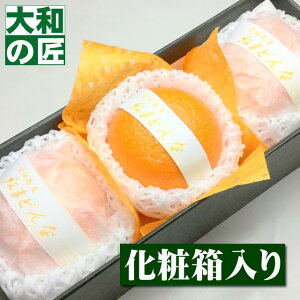 y11ȍ~\聚zQY Ig܂ǂ[3艻ϔ]y؁z g}hi g܂ǂ t[c ʕ Ε Ε Ε   j Mtg 蕨 v[g O