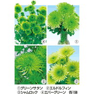 緑菊 菊 苗 4種4鉢 （ グリーンサタン エルドルフィン シャムロック エバーグリーン ） きく キク 菊苗 …