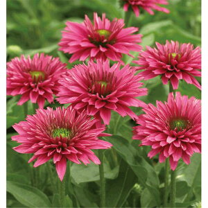 GLiZAETV[J[XC[gtNVA@a_