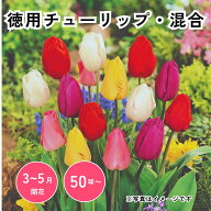 【スーパーSALE限定 10%OFF】徳用チューリップ 混合 球根 50球1袋 花球根 秋植え 耐寒性 地植え 庭植え …