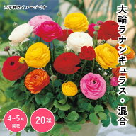 【スーパーSALE限定 10%OFF】大輪ラナンキュラス 混合 球根 栽培 【大和農園公式店】