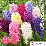 【スーパーSALE限定 10%OFF】ヒヤシンス 混合 球根 5球1袋 花球根 秋植え 耐寒性 地植え 庭植え 鉢植え …