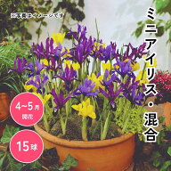 ミニアイリス 混合 球根 15球1袋 花球根 秋植え 耐寒性 地植え 庭植え 鉢植え プランター栽培 初心者向き…