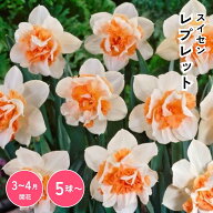スイセン レプレット 球根 花球根 庭植え 花壇 ガーデニング 観賞用 栽培 【大和農園公式店】