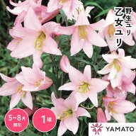 乙女ユリ 球根 花球根 庭植え 花壇 ガーデニング 観賞用 栽培 【大和農園公式店】
