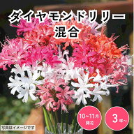 【今だけ10%OFF！】ダイヤモンドリリー 混合 球根 花球根 庭植え 花壇 ガーデニング 観賞用 栽培 【大和…