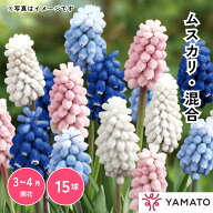 ムスカリ 混合 球根 花球根 庭植え 花壇 ガーデニング 観賞用 栽培 【大和農園公式店】