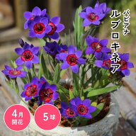 バビアナ ルブロキネア 球根 5球1袋 花球根 秋植え 地植え 庭植え 鉢植え プランター栽培 花壇 ガーデニ…