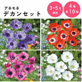 アネモネ デカンセット 赤 青 ピンク 白 球根 各色10球 秋植え 鉢植え 切花 ガーデニング 10月〜11月植え付け 家庭園芸 園芸植物 花づくり お庭づくり 観賞植物 観賞用 【大和農園公式店】