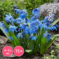 シラー シベリカ 球根 花球根 庭植え 花壇 ガーデニング 観賞用 栽培 【大和農園公式店】