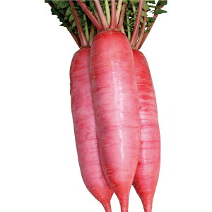 �~�f�B��������E�t�� �� �^�l �y��a�_�������X�z