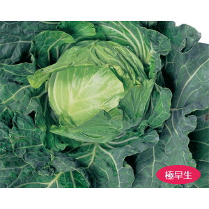 �L���x�c�E�t���� �� �^�l �y��a�_�������X�z