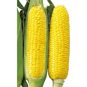 �Ƃ����낱���E�S�[���h�^���[ �� �^�l �y��a�_�������X�z