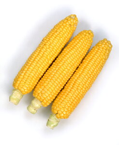 �Ƃ����낱���E��Ԃ̂� �� �^�l �y��a�_�������X�z