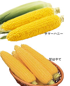 �Ƃ����낱���E�����y���ރZ�b�g �� �^�l �y��a�_�������X�z