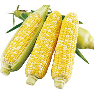 �Ƃ����낱���E�X�C�[�g�f���I �� �^�l �y��a�_�������X�z