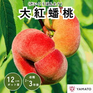 【11月発送予定】大紅蟠桃 桃 1年生 苗木 1本 苗 接木 接ぎ木 ポット苗 だいこうばんとう モモ もも 蟠桃…