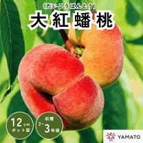 楽天市場】蟠桃 苗 3年の通販