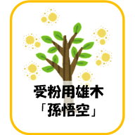 【11月発送予定】孫悟空 キウイフルーツ オス 1年生 苗木 1本 苗 接木 接ぎ木 地掘り根巻苗 キウイ キウ…