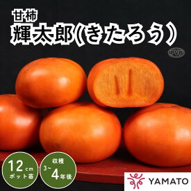 【スーパーSALE限定 10%OFF】 【送料無料】輝太郎 甘柿 1年生 苗木 1本 苗 接木 接ぎ木 きたろう 柿 かき カキ 柿苗 果樹 大玉 甘い 家庭果樹 鉢植え プランター栽培 地植え 庭植え 秋植え 栽培 【大和農園公式店】