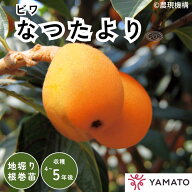 【11月発送予定】なつたより ビワ 1年生 苗木 1本 苗 接木 接ぎ木 枇杷 びわ ビワ苗 果樹 家庭果樹 地植…