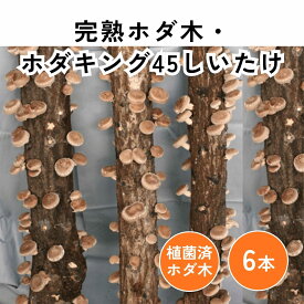 【送料無料】完熟ホダ木 ホダキング45しいたけ　【大和農園公式店】