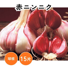 赤ニンニク 球根 15片1袋 赤にんにく にんにく 大蒜 ニンニク球根 野菜球根 耐寒性 秋植え 地植え 庭植え 鉢植え プランター栽培 家庭菜園 畑作 栽培 【大和農園公式店】