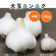 大玉ニンニク 球根 500g にんにく 大蒜 ニンニク球根 野菜球根 耐寒性 秋植え 地植え 庭植え 家庭菜園 畑…