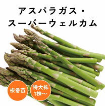 アスパラ ソバージュの通販
