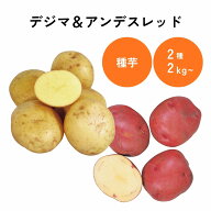 ジャガイモ デジマ アンデスレッドセット 種芋 ジャガイモ じゃがいも タネイモ たねいも 種いも 種イモ …