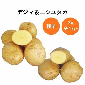 ジャガイモ デジマ ニシユタカセット 種芋 ジャガイモ じゃがいも タネイモ たねいも 種いも 種イモ たねイモ タネいも 芋苗 家庭菜園 ベランダ菜園 プランター栽培 【大和農園公式店】