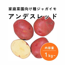 ジャガイモ アンデスレッド 種芋 約1kg ジャガイモ じゃがいも タネイモ たねいも 種いも 種イモ たねイモ タネいも 芋苗 ホクホク 家庭菜園 ベランダ菜園 プランター栽培 【大和農園公式店】
